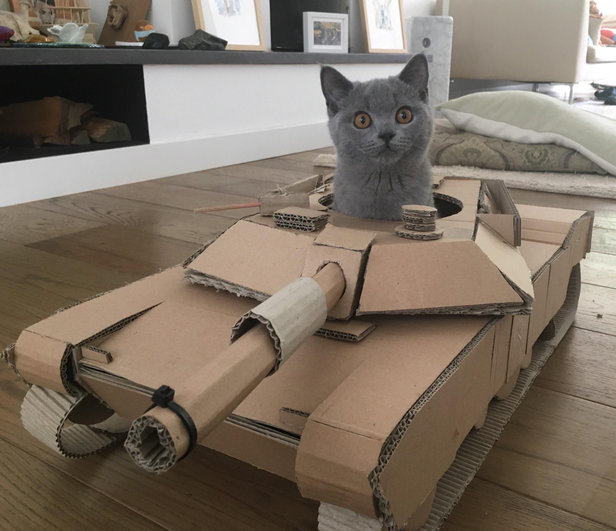 cat in cardboard M1 Abrams tank